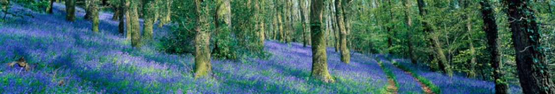 Natural England